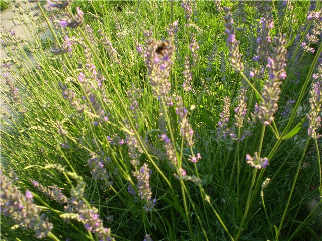 lavanda